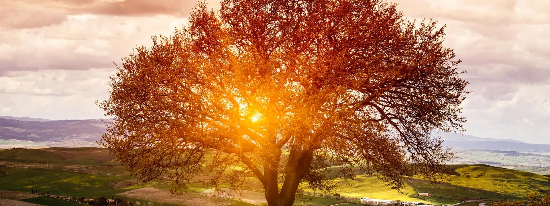 lone oak at sunset over farmland